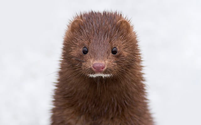 A close-up of a brown wild Mink animal with a cute expression on his face.