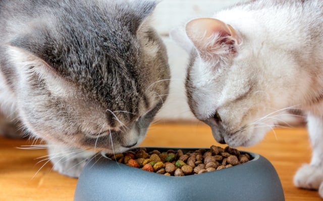 cats eating food from bowl